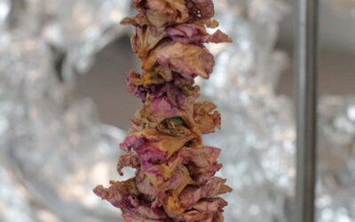 The fold of the cube