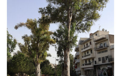 Portraits of trees.Notes on history.